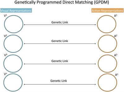 Frontiers Neonatal Imitation Theory Experimental Design and